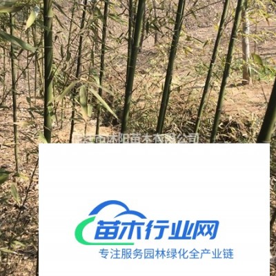 水生鳶尾價格_水生鳶尾圖片_水生鳶尾產(chǎn)地綠化苗木苗圃基地