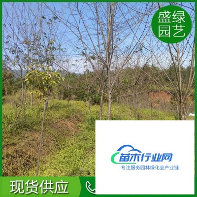 黃花槐基地 金枝槐黃金槐行道樹 園林綠化黃花槐 黃花槐批發(fā)