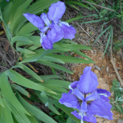 批發(fā)湖南鳶尾 鳶尾草花色怡人 四季常青 園林用苗