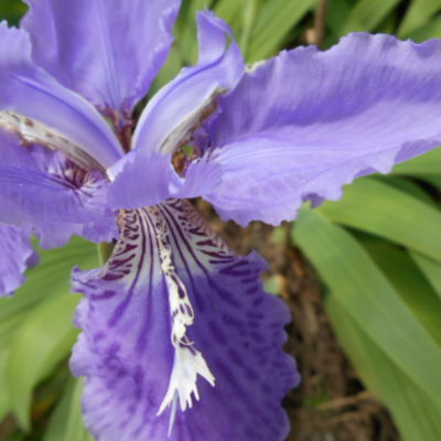 批發(fā)鳶尾花 湖南藍(lán)花鳶尾價(jià)格 水生植物 量大優(yōu)惠