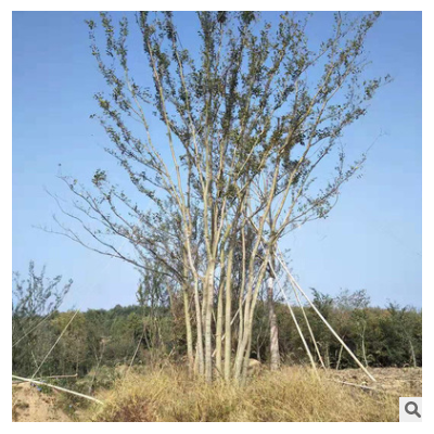 叢生樸樹苗批發(fā)綠化苗木色塊綠籬行道點綴庭院種植造型樸樹苗