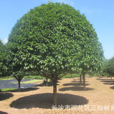 供應(yīng)金桂樹 桂花樹苗 湖南桂花10cm桂花價(jià)格優(yōu)惠