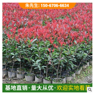 園林綠植 常綠性大小杯苗紅葉石楠 基地直供量大從優(yōu)盆栽紅葉石楠