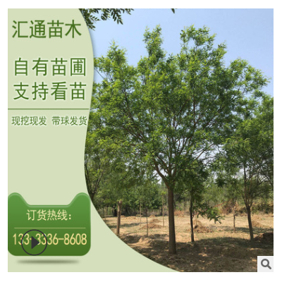 產地供應國槐 國槐 國槐各種規(guī)格 大規(guī)格園林綠化苗木現貨