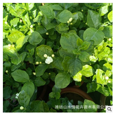 茉莉花盆栽觀賞花卉 客廳辦公室內陽臺 茉莉花苗四季開花凈化空氣