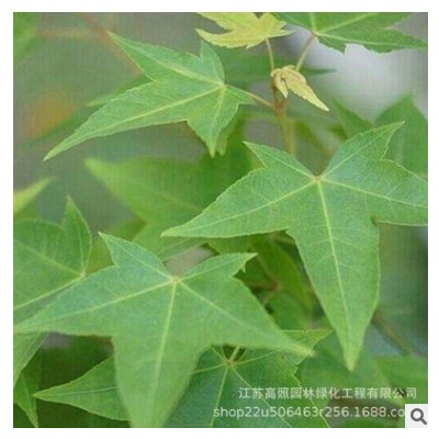 綠化風(fēng)景樹叢生五角楓 綠色系園林綠化工程喬木苗 植物樹苗