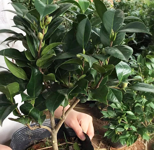 室內(nèi)綠色盆栽 帶花苞山茶花樹苗 室內(nèi)植物帶花冬花花卉