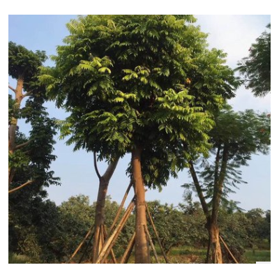 福建乾景基地批發(fā)綠化苗木人面子苗圃種植人面子行道樹價格報價