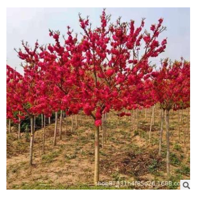 福建乾景基地批發(fā)綠化苗木紅梅苗圃種植紅梅行道樹價格報價