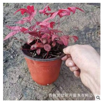 火焰南天竹 常年種植綠化花卉南天竹營養(yǎng)缽苗 花海工程美化盆栽