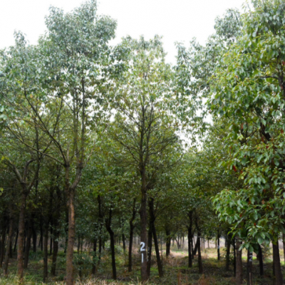 基地苗圃直供 園林綠化小香樟樹苗 綠籬道路樹木龍腦樟樹批發(fā)