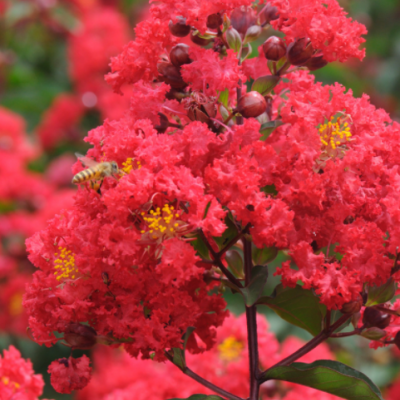 庭院綠化美國紫薇樹紅火箭百日紅紫薇風(fēng)景樹批發(fā)紫金花癢癢花