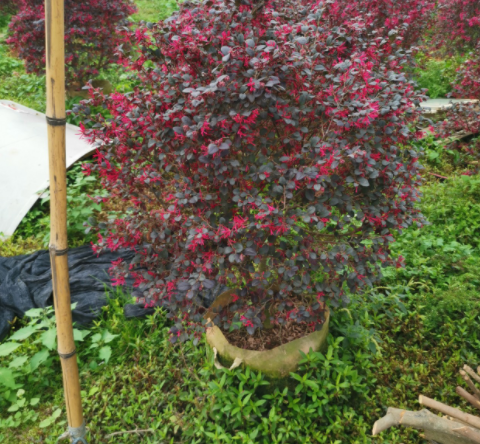 紅花繼木球批發(fā)園林綠化植物裝修裝飾基地自產(chǎn)量大價(jià)優(yōu)歡迎咨詢