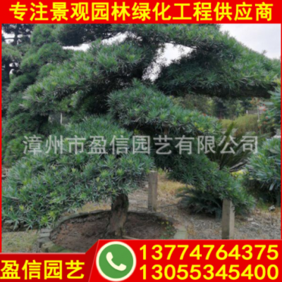 專業(yè)種植優(yōu)質(zhì)羅漢松 精品羅漢松 工程綠化景觀樹(shù) 基地批發(fā)