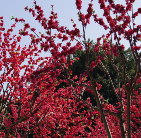 基地批發(fā)紅梅苗 庭院盆栽嫁接紅梅樹苗園林工程綠化觀賞花卉植物