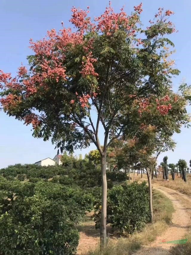 湖南欒樹價格便宜批發(fā) 這是今天從基地實拍的欒樹圖片 湖南欒樹