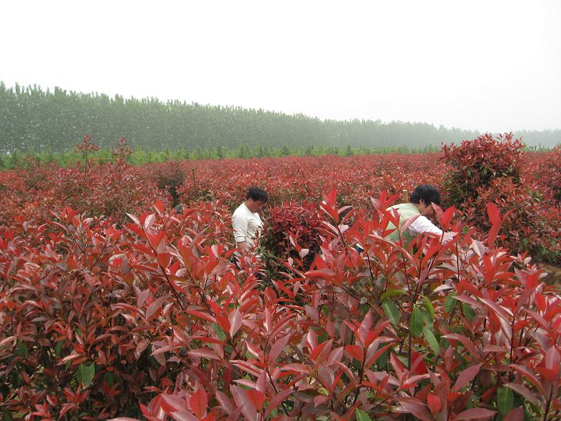 紅葉石楠（日本火焰）美國(guó)紅楓 北美楓香