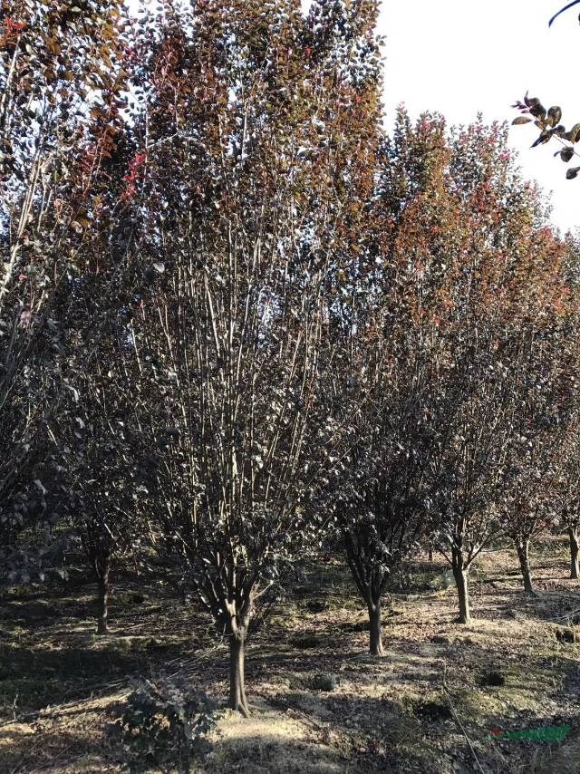 紅葉李報(bào)價(jià)，紅葉李最新價(jià)格，紅葉李產(chǎn)地直銷