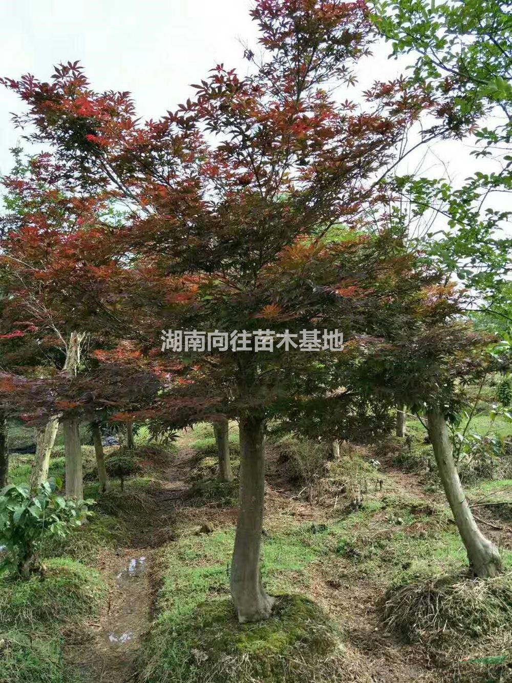 大小規(guī)格紅楓基地