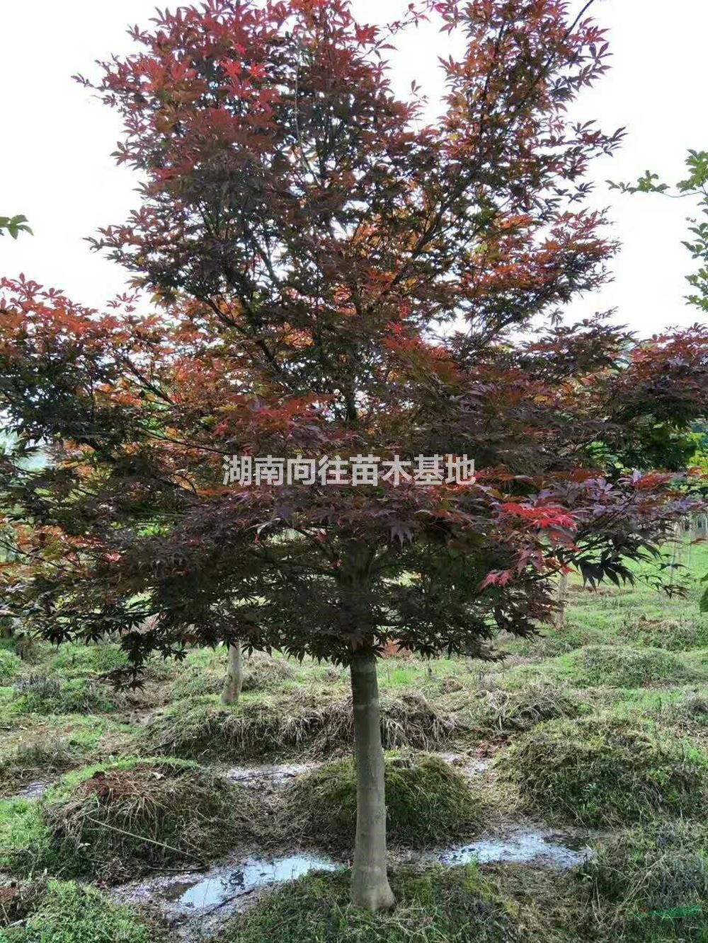 大小規(guī)格紅楓基地