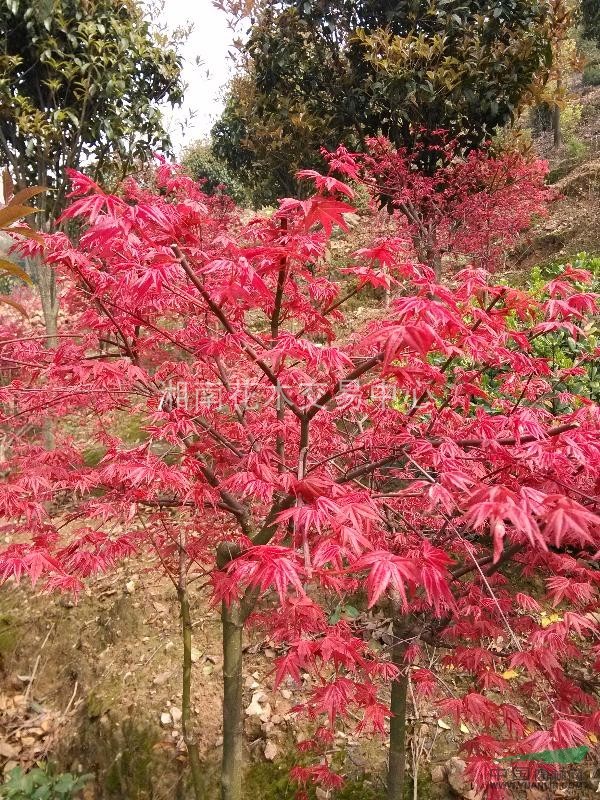 紅楓、湖南紅楓、長(zhǎng)沙紅楓、紅楓批發(fā)、高桿紅楓、美國(guó)紅楓