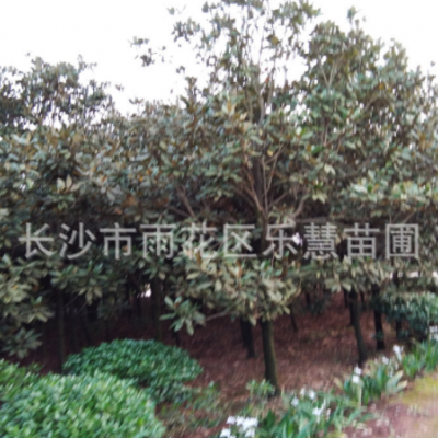 湖南長沙樂慧苗圃供應(yīng)常綠喬木廣玉蘭15-20-25苗木園林綠化行道樹