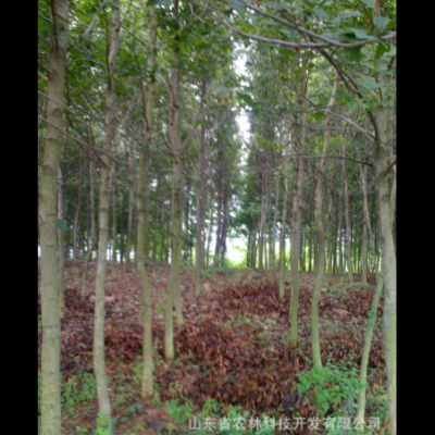 苗木基地 楓香 (米徑12cm)