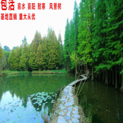 水杉苗落羽杉四季常青水杉樹(shù)苗庭院道路水邊農(nóng)田護(hù)坡占地造林樹(shù)苗