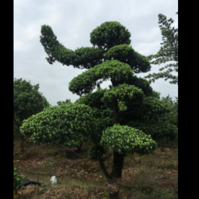 供應【 造型羅漢松 】小葉羅漢松造型,多年精品造型,別墅風景樹