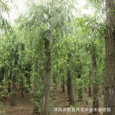 速生直柳垂柳樹(shù)苗基地批發(fā)河邊湖泊美化觀葉植物景區(qū)綠化工程青柳