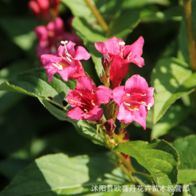 紅王子錦帶花苗基地批發(fā)公園地被灌木庭院觀賞花卉叢生紅王子盆栽