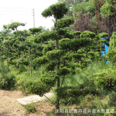 龍柏造型樹(shù)基地批發(fā) 街道兩邊綠化苗木墓地景區(qū)四季造景松柏樹(shù)苗