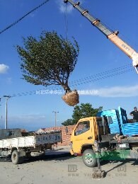 八棱海棠樹空氣凈化有效抗擊冠狀病毒