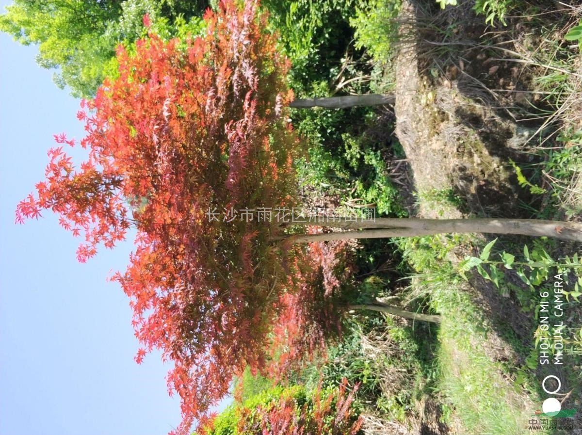 紅楓 ，蘇鐵、紅花繼木、春娟、女貞，雞爪槭