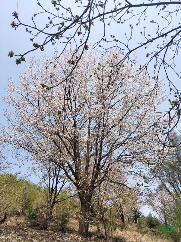 大規(guī)格叢生雞爪槭、大規(guī)格櫻花