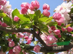 色王子海棠，紫色王子海棠接穗，及根接苗，芽苗