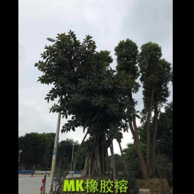 橡膠榕常綠喬木適海邊生長行道庭院廣場公園小區(qū)農(nóng)莊綠植促銷爆款