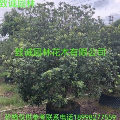 楊梅樹梅1-15分袋苗假植苗地苗廣東揭陽普寧致誠園林種植基地