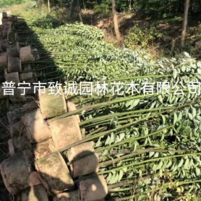 樟樹，普寧市致誠園林花木有限公司種植基地歡迎你