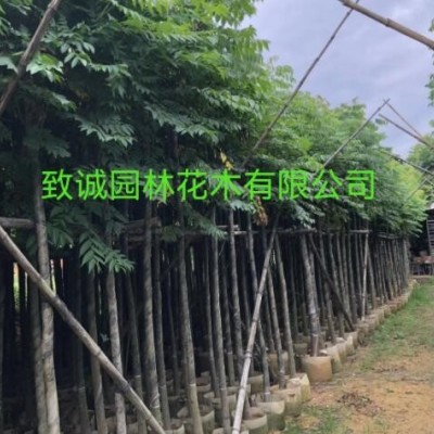 臺灣欒樹，普寧市致誠園林花木有限公司種植基地歡迎你