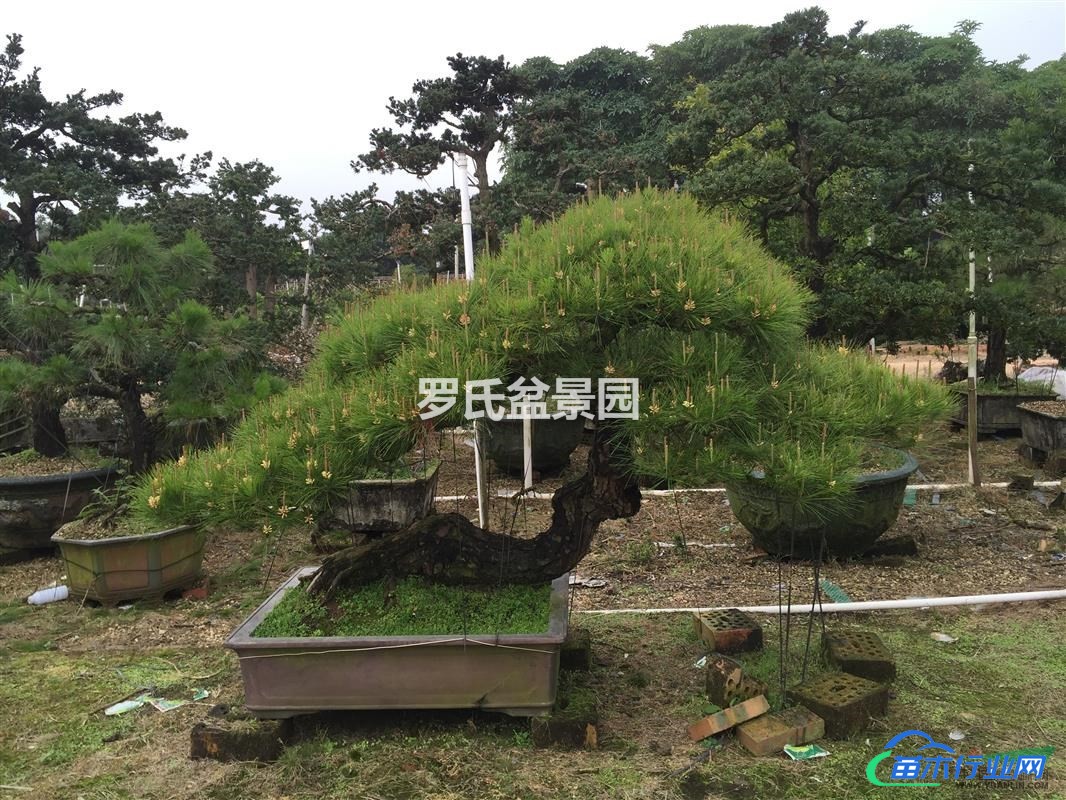 廣西省北海市山松、馬尾松精品盆景