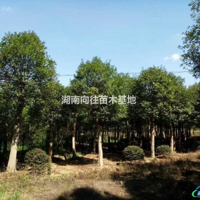 精品枇杷樹 湖南枇杷樹專業(yè)培育基地枇杷樹價格便宜批發(fā)