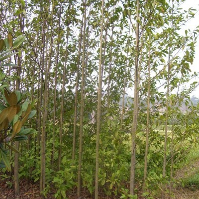 桂花.白玉蘭.廣玉蘭.紅葉石楠.毛鵑.紅繼木.金葉女貞