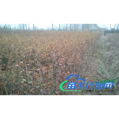 金葉女貞小苗（黃）紅葉小檗小苗（紅）*新價格/金葉女貞小苗（黃）紅葉小檗小苗（紅）報價