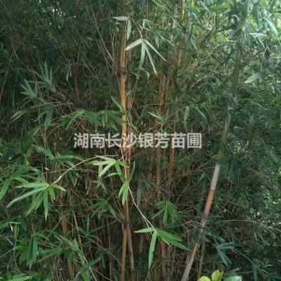 紅葉石楠球，  紅葉石楠球80-100-120-150公分