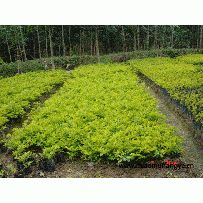 大量假植、袋苗天竺桂(陰香)