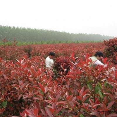 紅葉石楠日本火焰