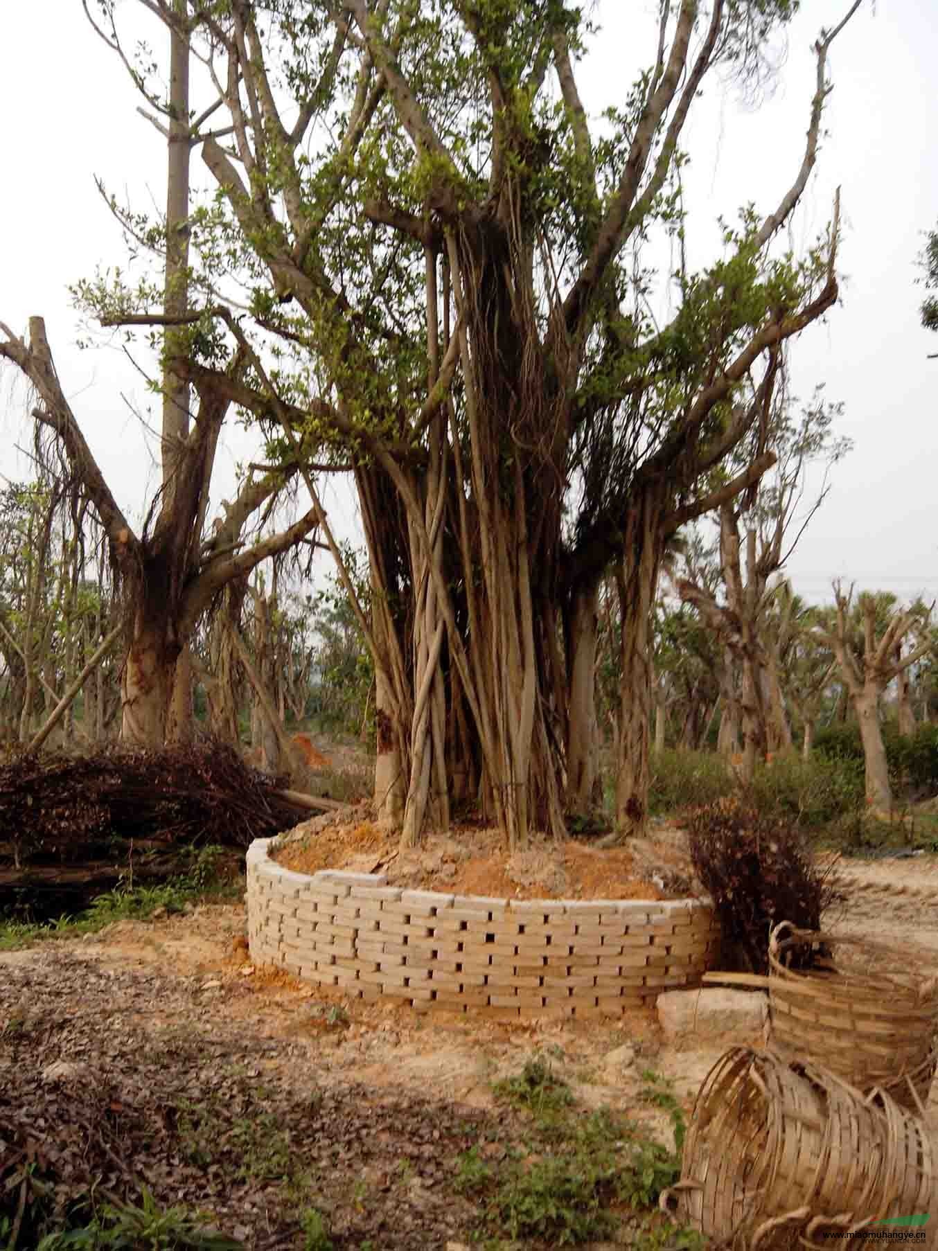 大量香樟地苗，大中型細(xì)葉榕，20-30綠化芒，各類灌木