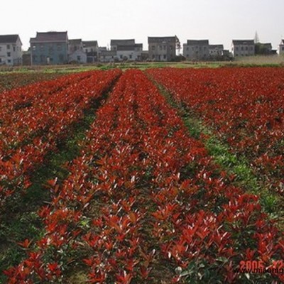 紅葉石楠 香樟