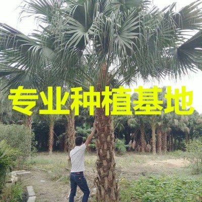 福建橡膠榕價格 福建黑金剛報價 福建橡皮榕種植基地 橡皮樹